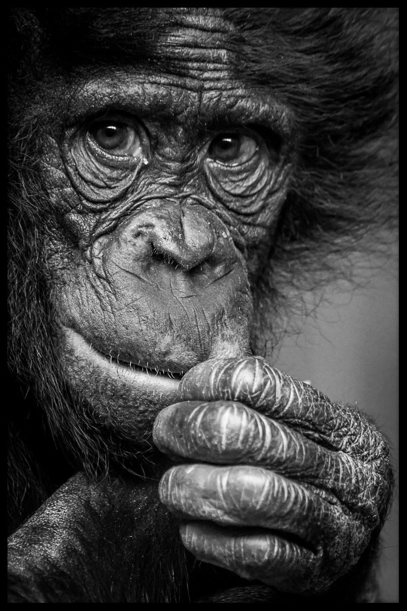  Bonobo ser tankevækkende indlæg