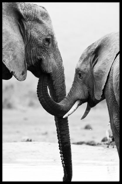  elefant mor og søn plakater