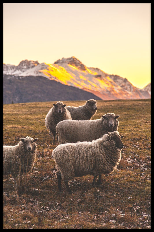  New Zealands fårrekorder