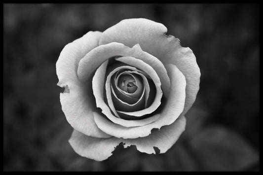  Hvid rose i sort og hvid plakat