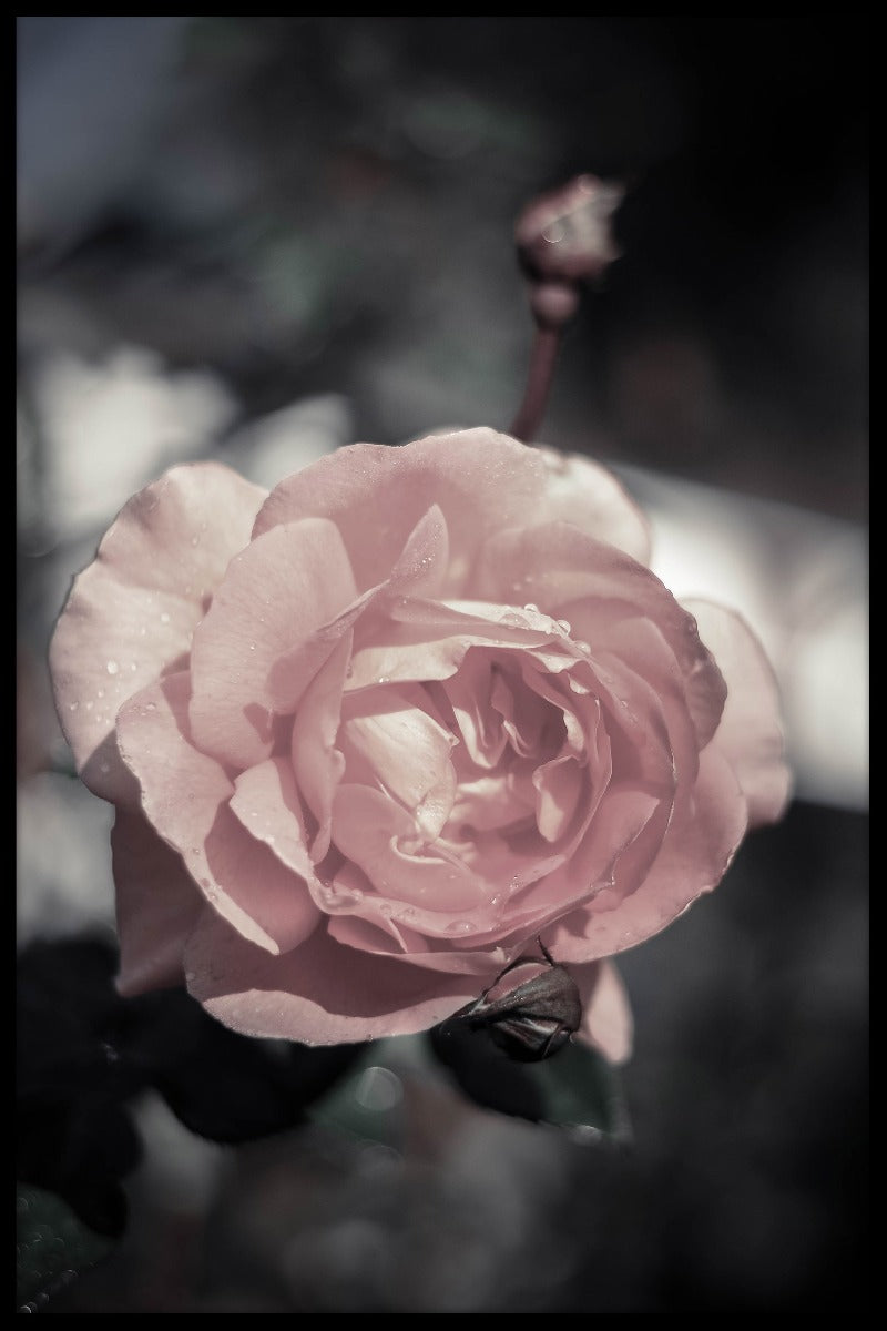  Peach Rose plakat