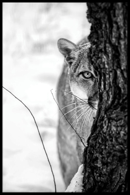  Cougar portret plakat