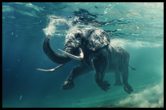  Svømmende elefant plakat