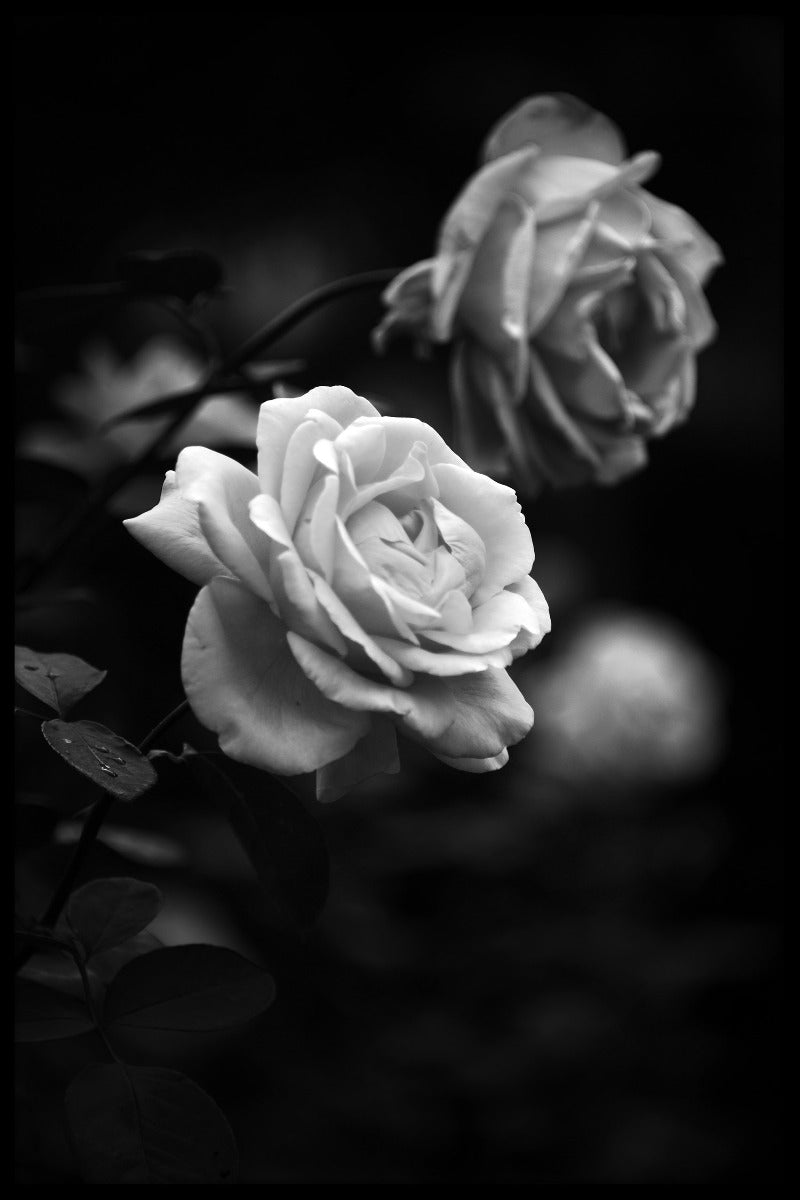  Sorte og hvide roser plakat