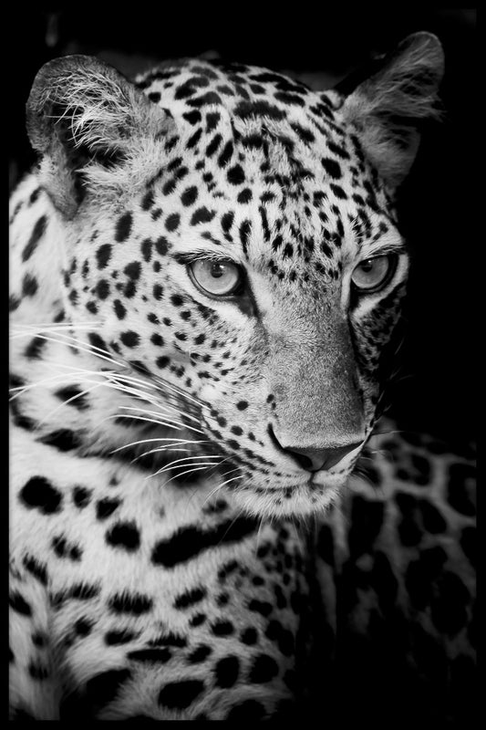  Leopard N02 optager