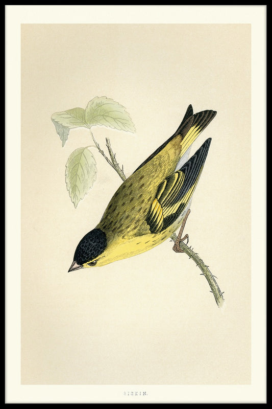  Eurasian Siskin plakat