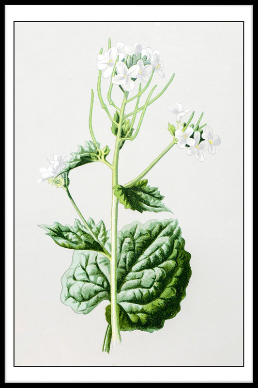  Antik blommig illustration plakat