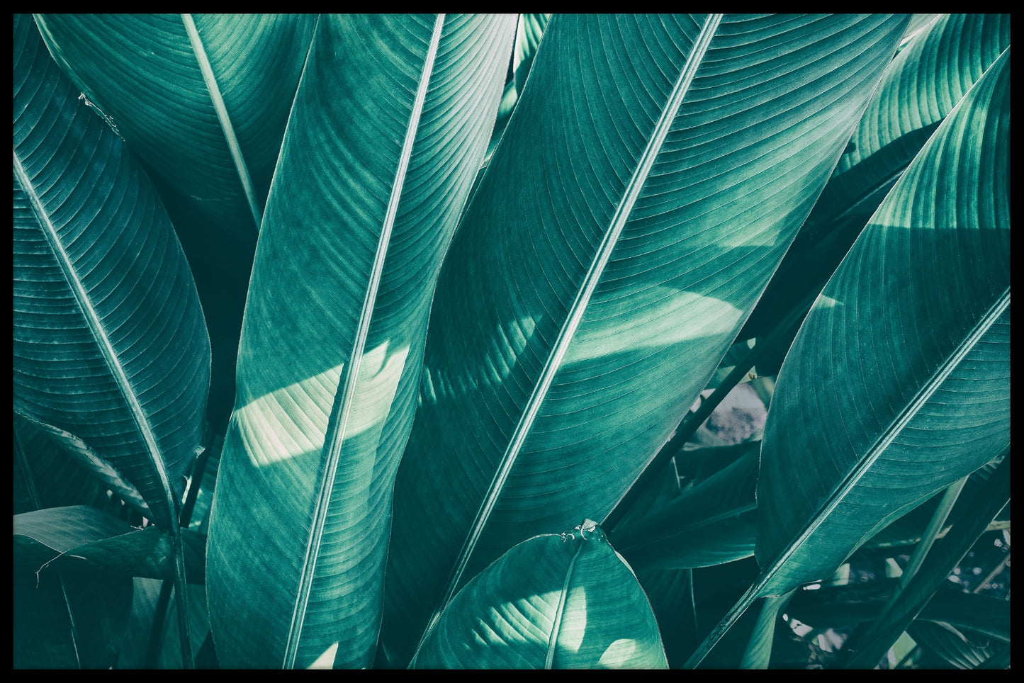  Tropisk palmblad N02 plakat