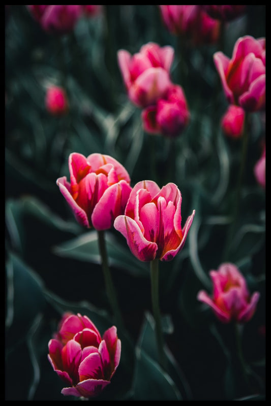  Tulipaner i Stockholm plakat