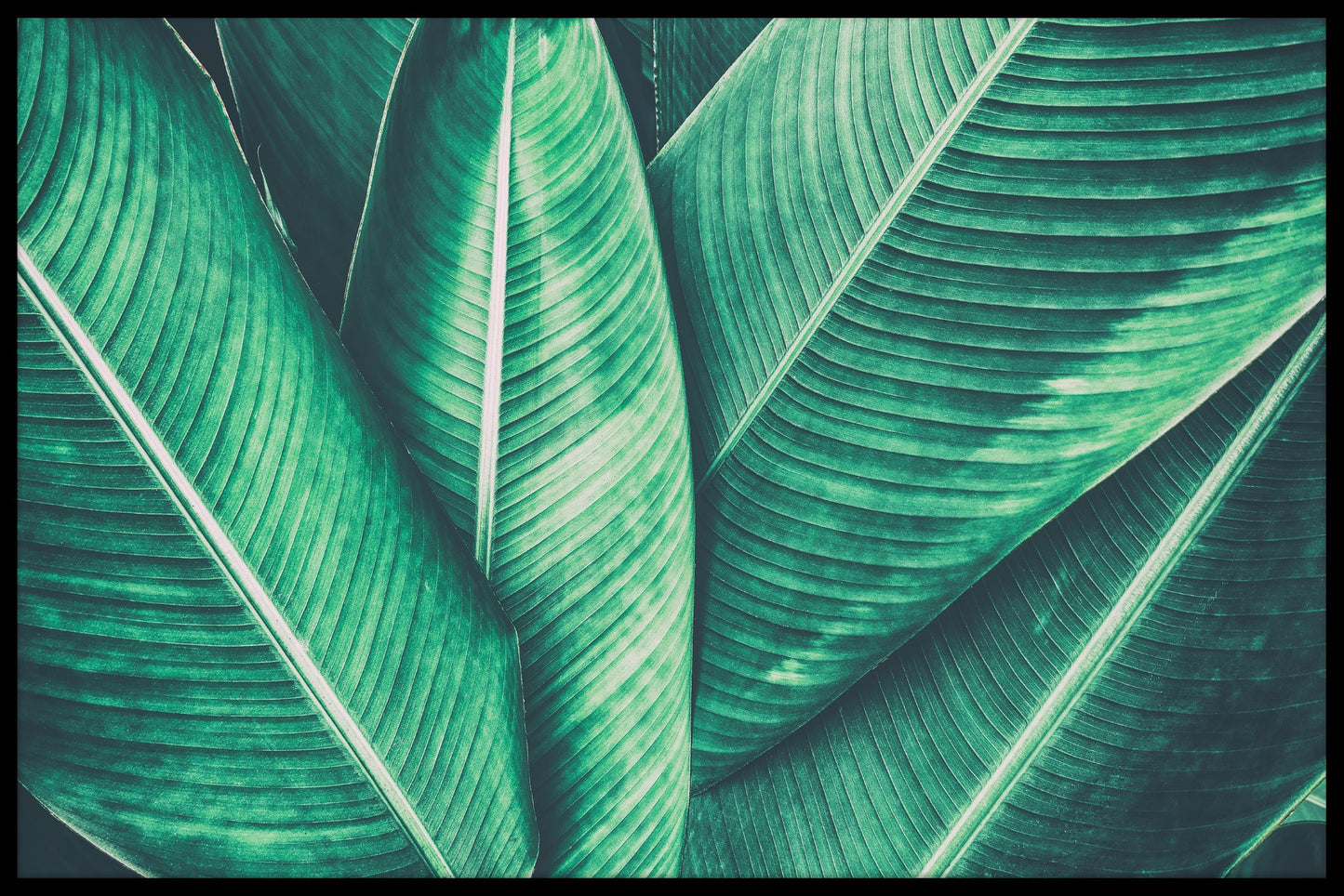  Tropical Leaf N02 plakat