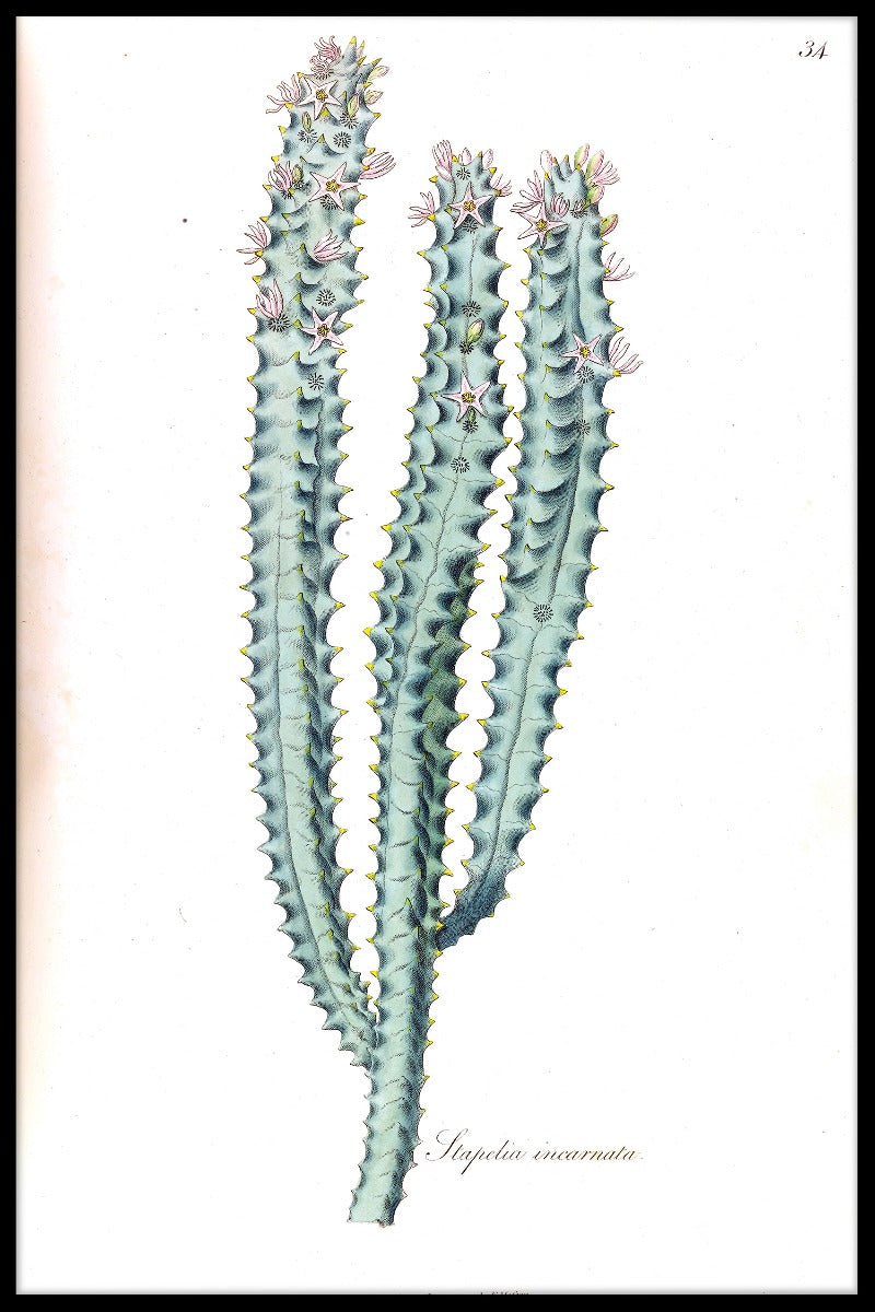  Kaktus Illustration plakat