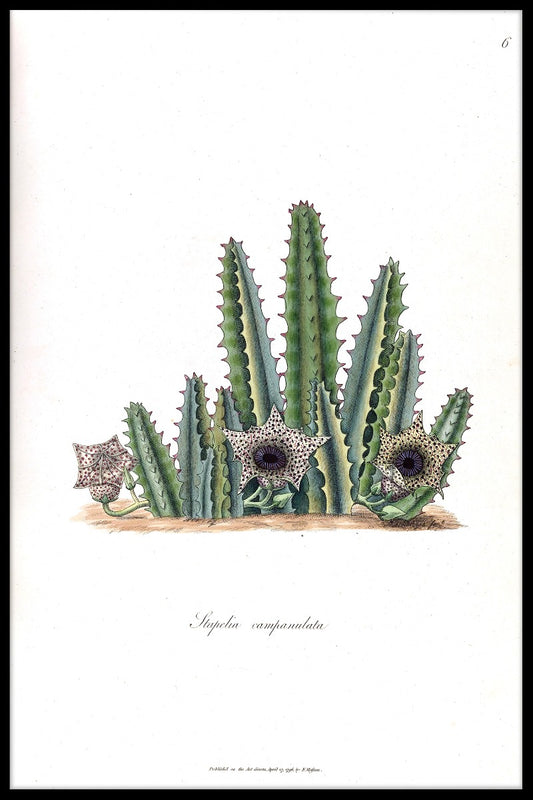  Kaktus Illustration N02 plakat