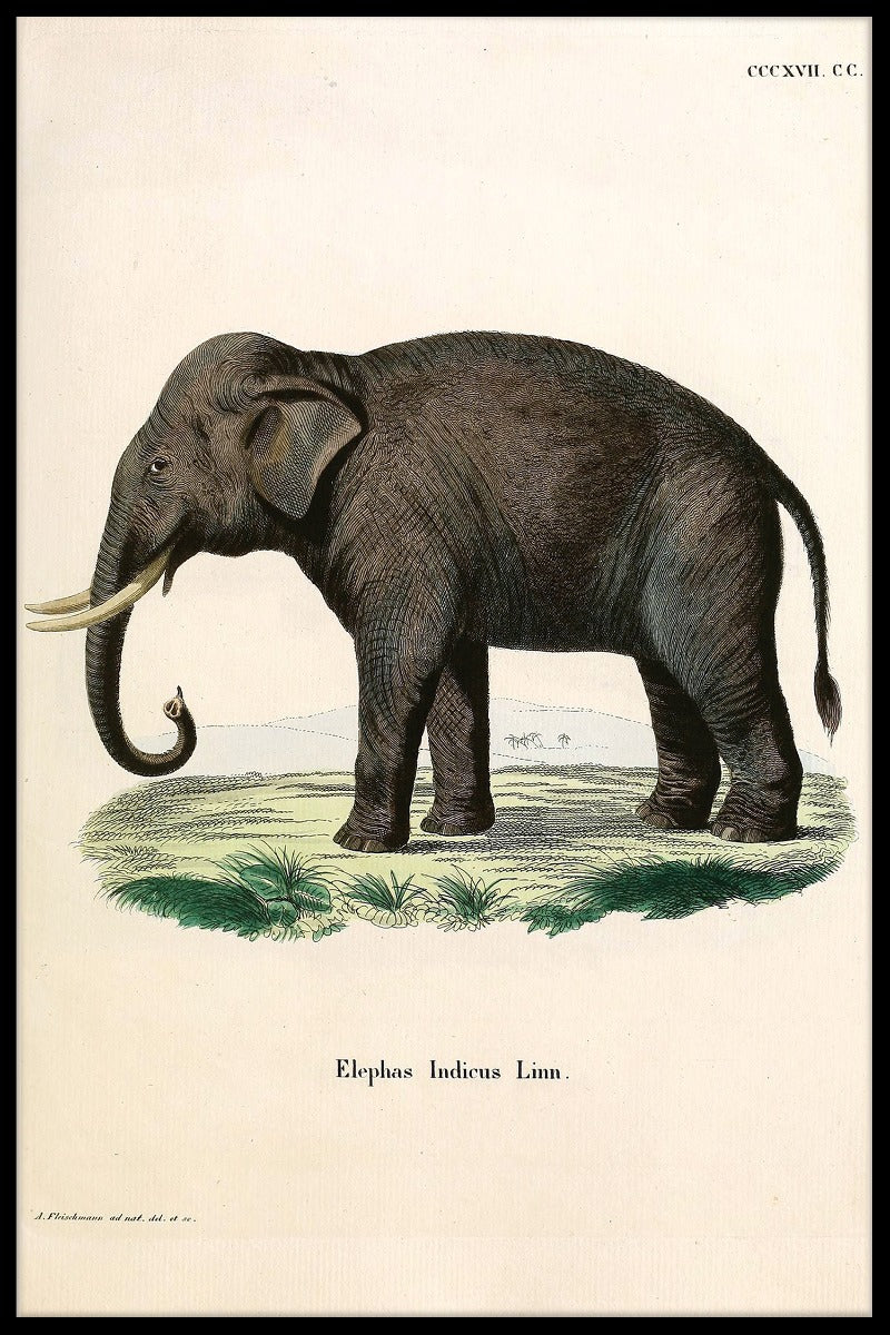  optager Elephas Indicus Linn
