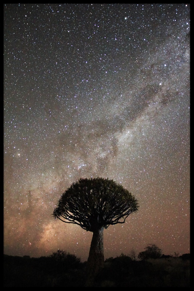  Quiver Tree Milky Way plakat