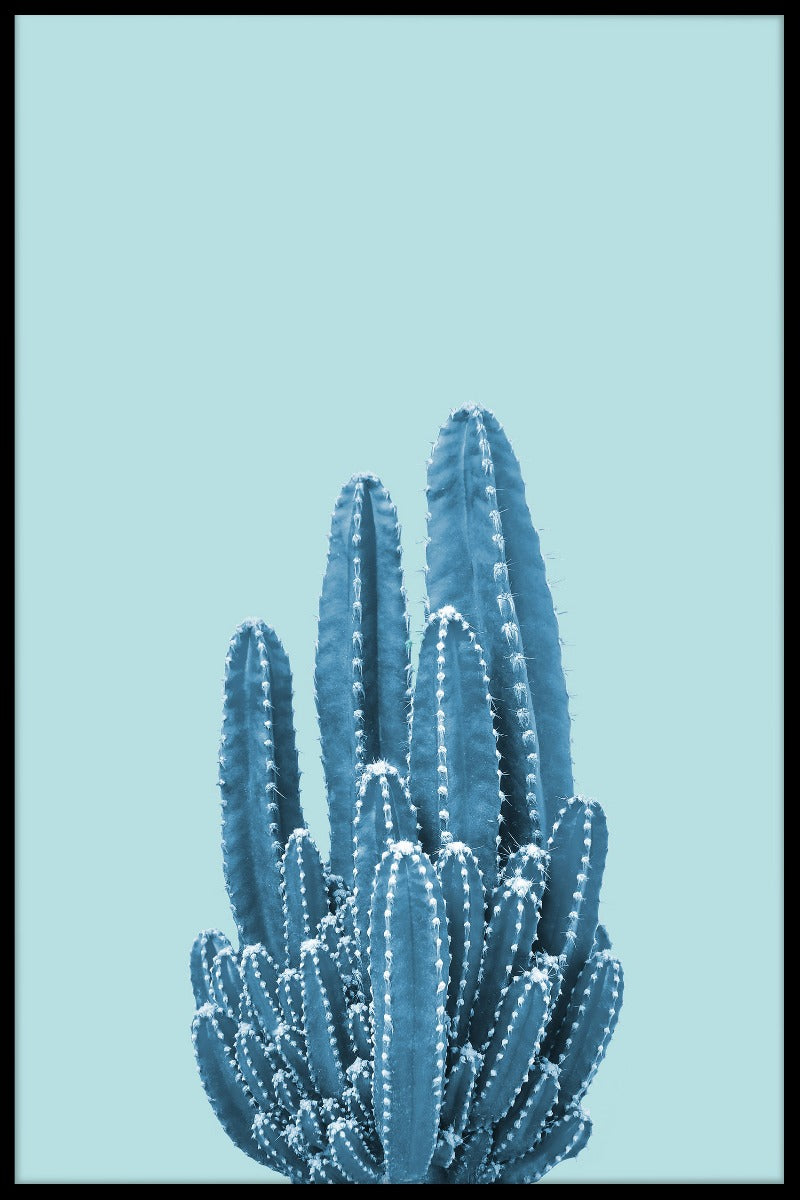 Kaktus på blå plakat