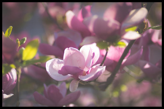  Magnolia plakat