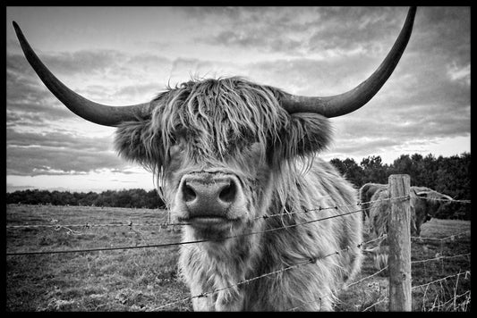 Highland Cattle plakat