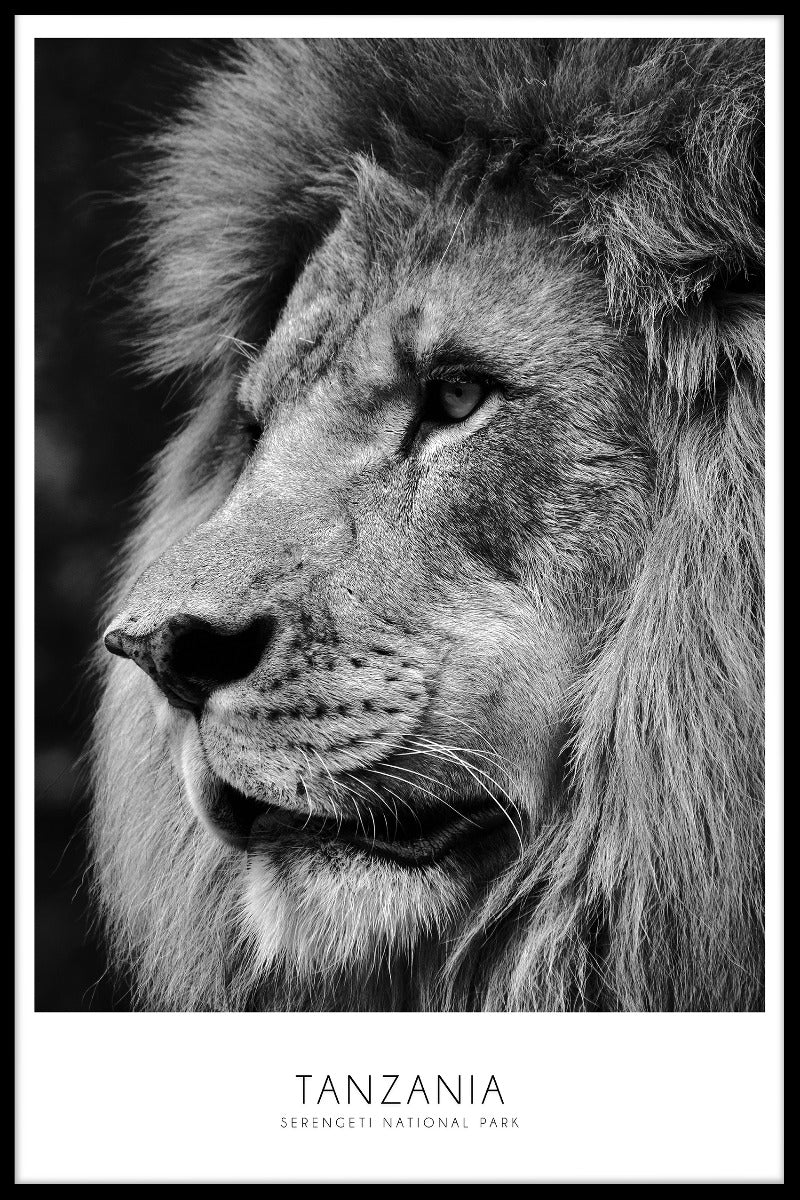  Serengeti Lion Tanzania plakat