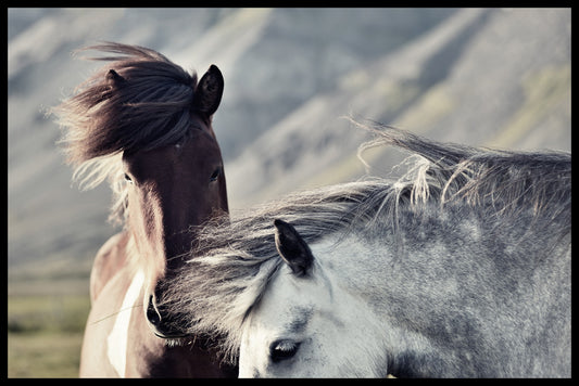  islandske heste rekorder