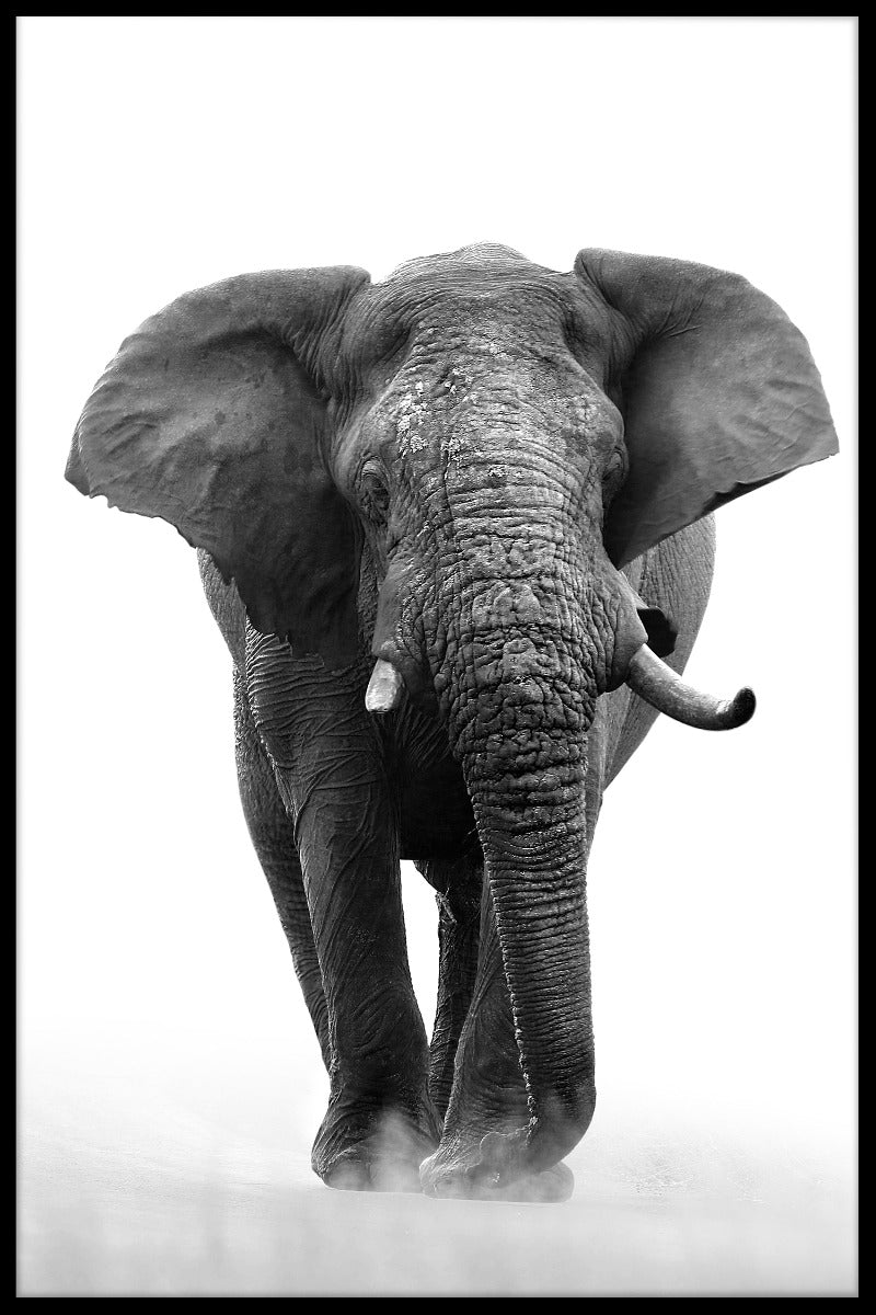  Afrikansk elefant N04 rekord