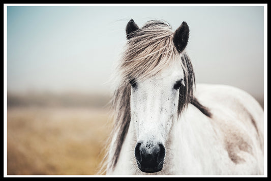  islandske heste ting