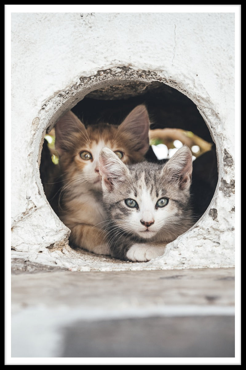  plakater Katte gemmer sig i huller