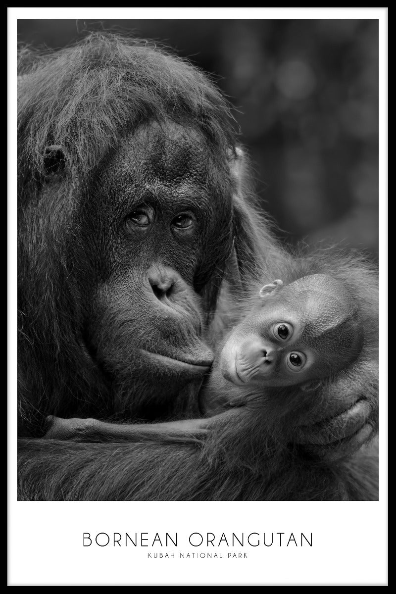  Bornean Orangutang optegnelser
