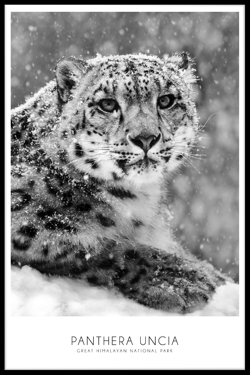  Snow Leopard plakat