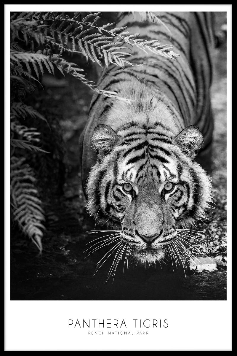  Panthera Tigris plakat