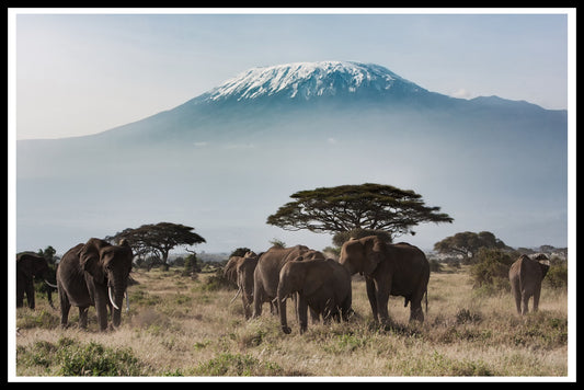  plakat Kilimanjaro for elefanter