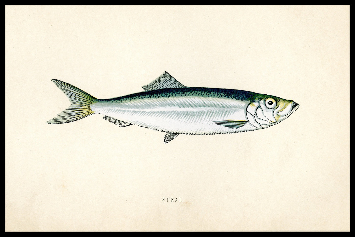  poster for brislingfisk