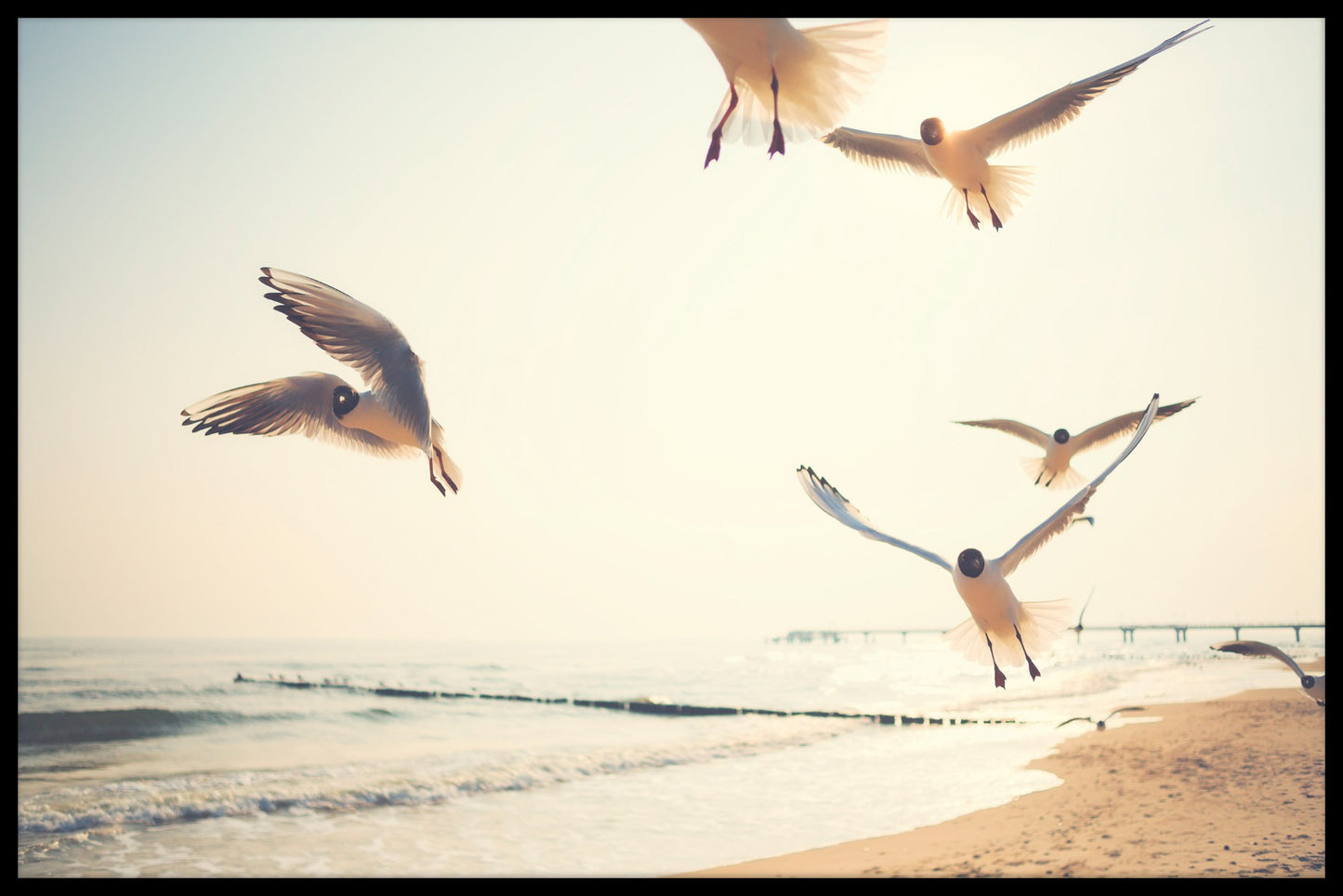  plakat Måger ved stranden