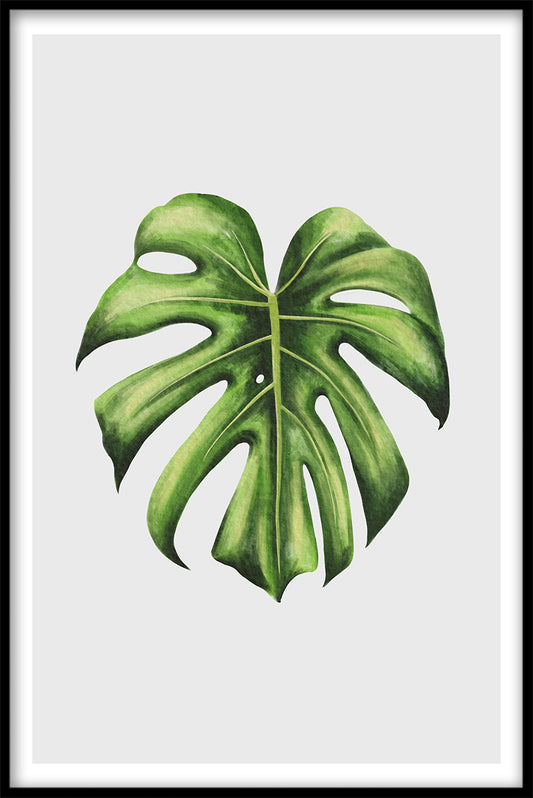  Monstera optager