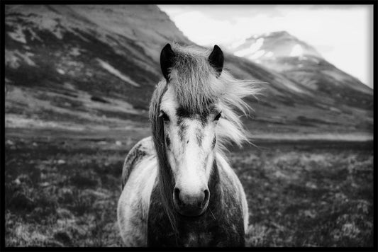  Islandsk hest N02 rekorder
