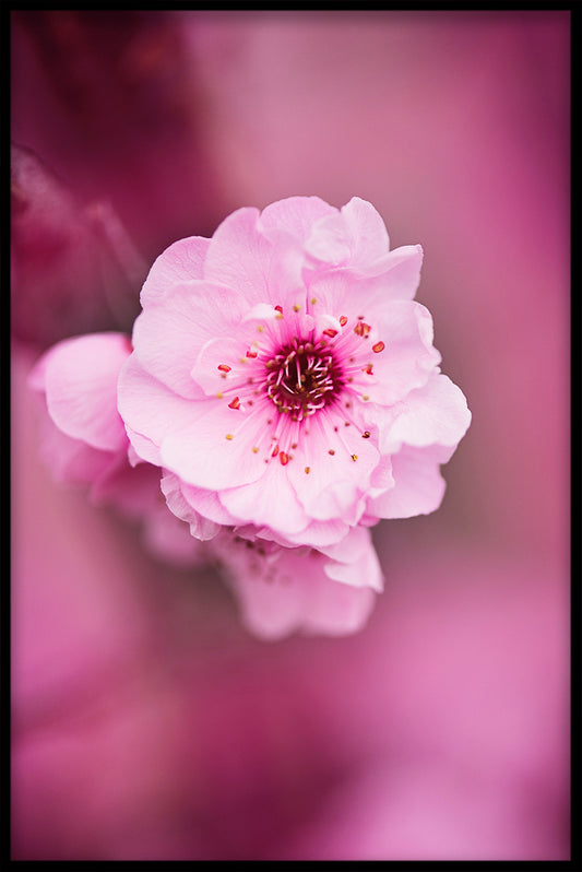  Pink blomst N02 plakat