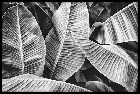  Bananblad N03 optegner