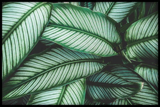  Eksotiske planter N04 poster
