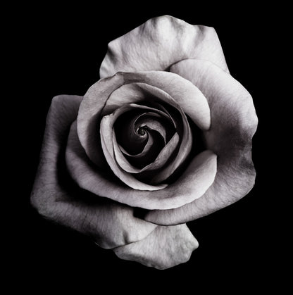  Rose på sort plakat