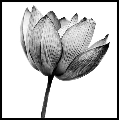  Lotus sort/hvid plakat