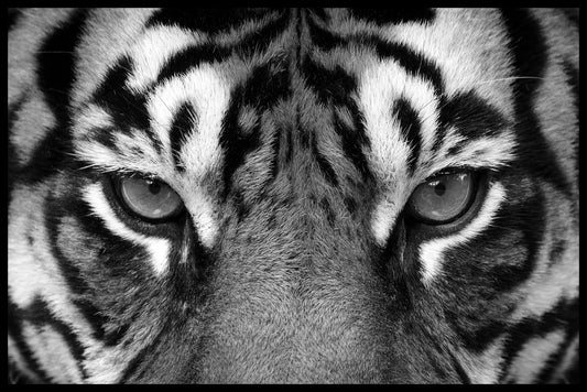  Tigeröga plakat