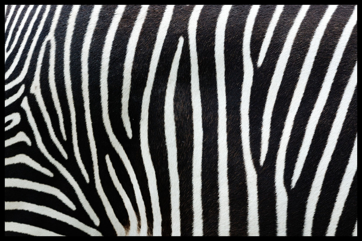  plakater med zebrastriber