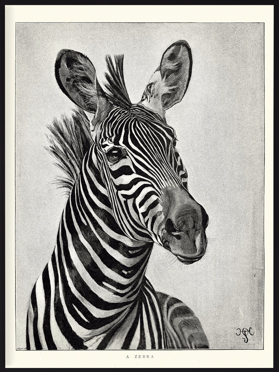  Zebra portræt Illustration plakat