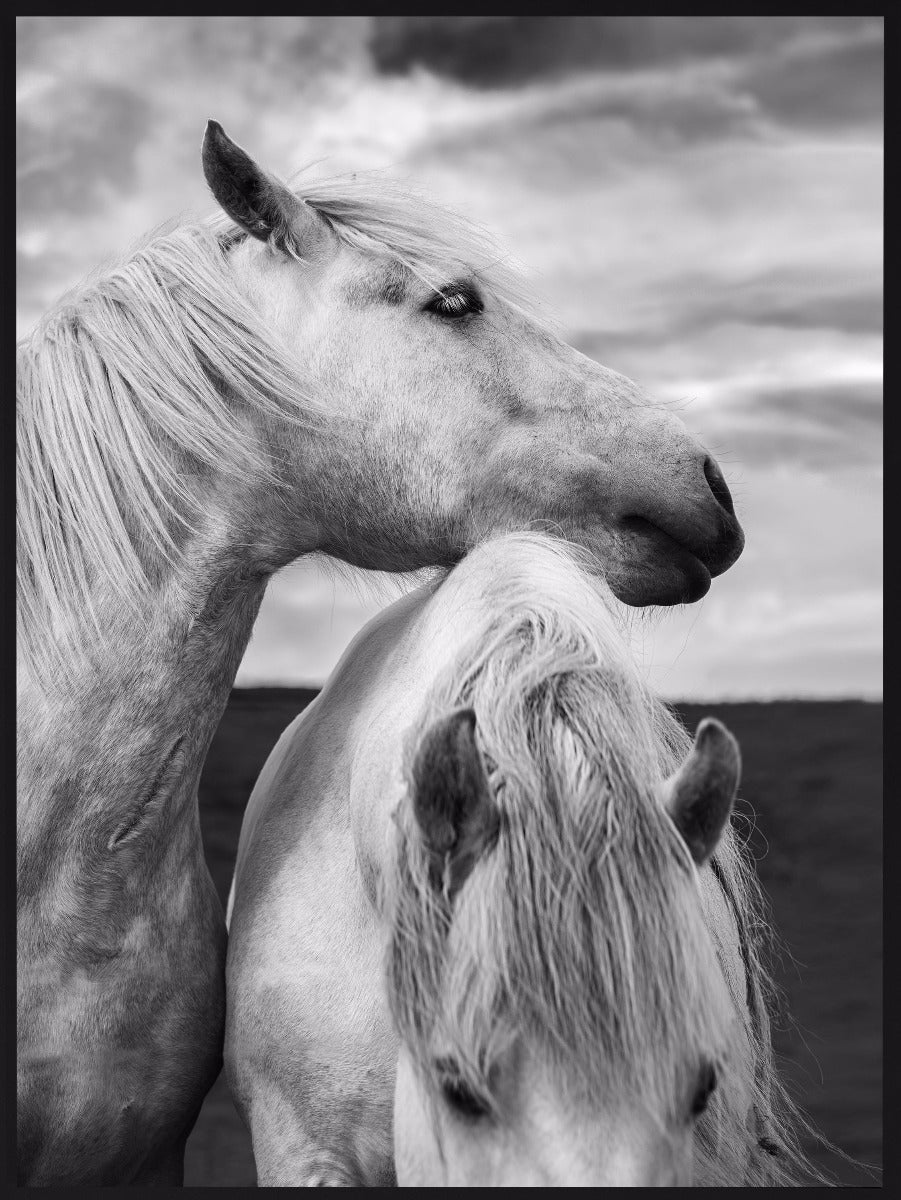  Heste i Skotland Portrætplakater